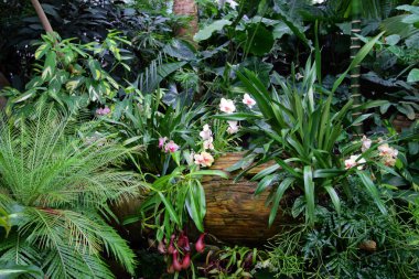 Bahar bahçe bitkiler stok görüntü