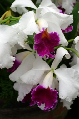 Orkide görüntüyü kapat