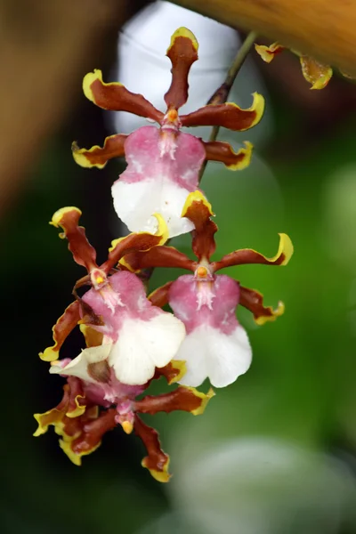 Primer plano imagen de orquídeas —  Fotos de Stock