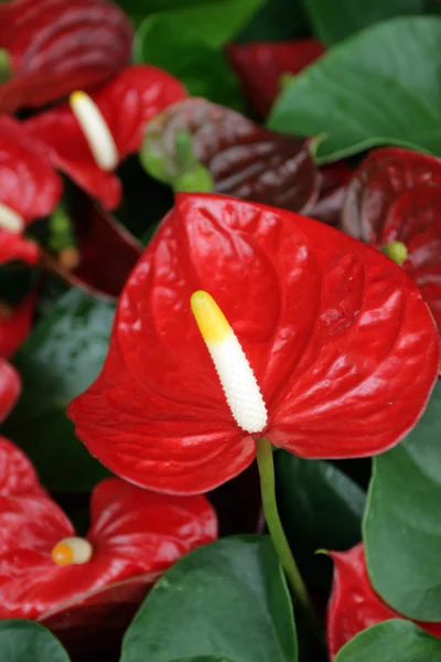 Stock image of garden plants in the spring — Stock Photo, Image