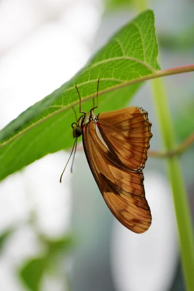 Close-up beeld van een vlinder — Stockfoto