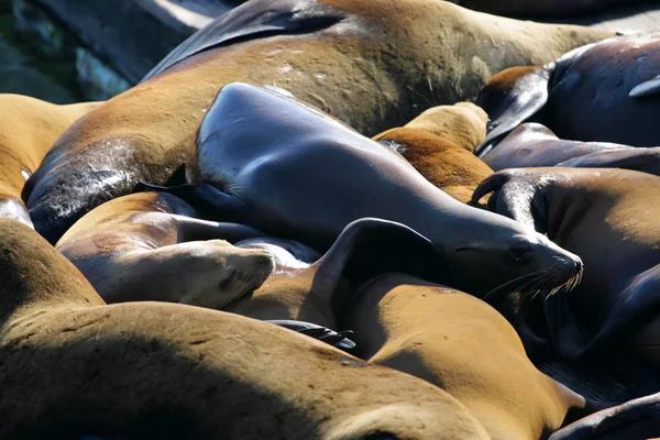 Basking seals at Pier 39, Fisherman's Wharf, San Francisco Stock