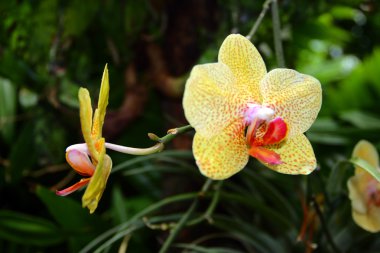 Orkide görüntüyü kapat