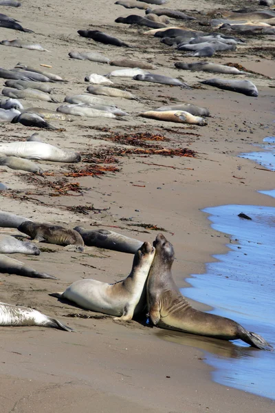 Zeeleeuwen op de Pacific Coast, California, Usa — Stockfoto