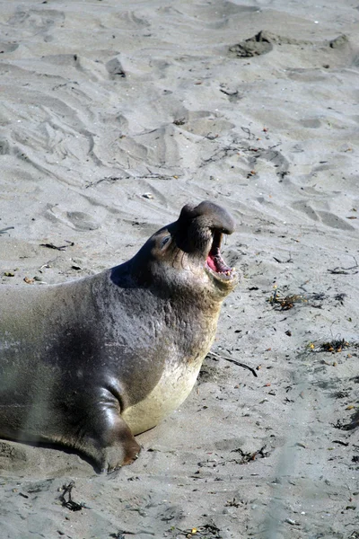 태평양 연안, 캘리포니아, 미국에서 바다 사자 — 스톡 사진