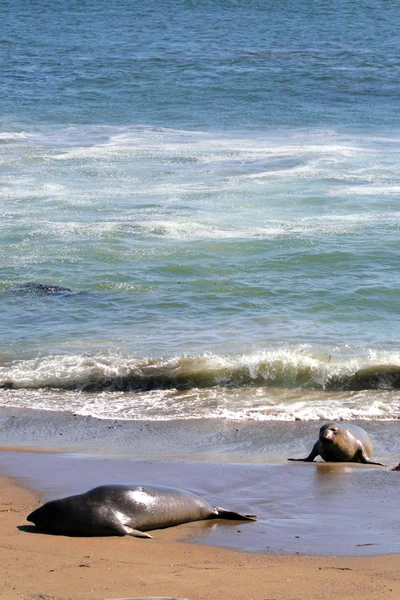 太平洋海岸、カリフォルニア、米国でアシカ — ストック写真