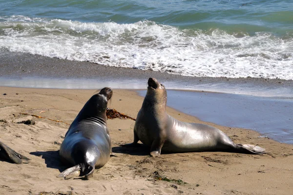 Leones marinos en la costa del Pacífico, California, EE.UU. —  Fotos de Stock