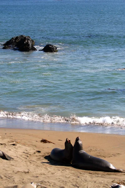 Lwy morskie w Pacific Coast, California, Usa — Zdjęcie stockowe