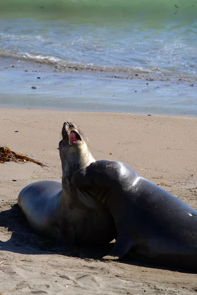 Leones marinos en la costa del Pacífico, California, EE.UU. —  Fotos de Stock