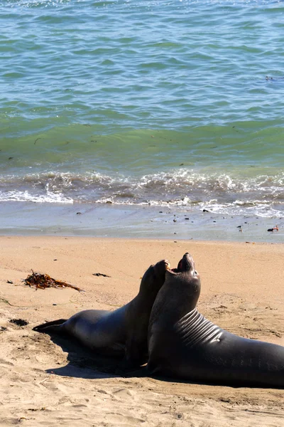 Leoni marini sulla costa del Pacifico, California, USA — Foto Stock