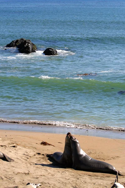 Leones marinos en la costa del Pacífico, California, EE.UU. — Foto de Stock