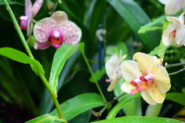 Primer plano imagen de orquídeas — Foto de Stock