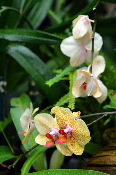 Primer plano imagen de orquídeas — Foto de Stock