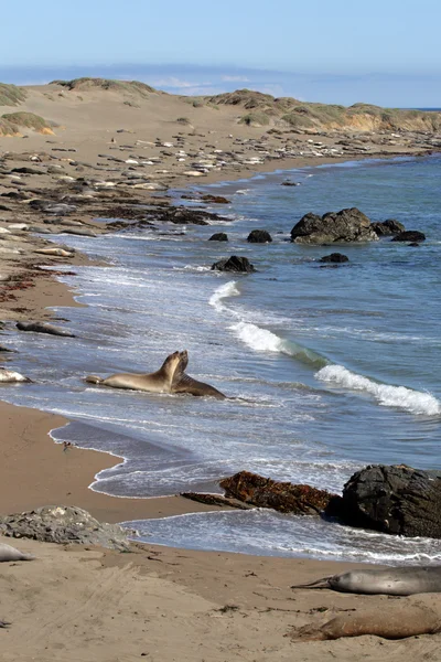Sea lions at the Pacific Coast, California, USA Stock Photo