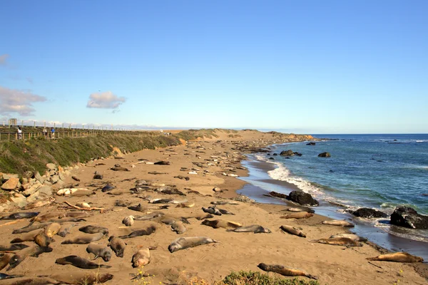 Sea lions at the Pacific Coast, California, USA Stock Image