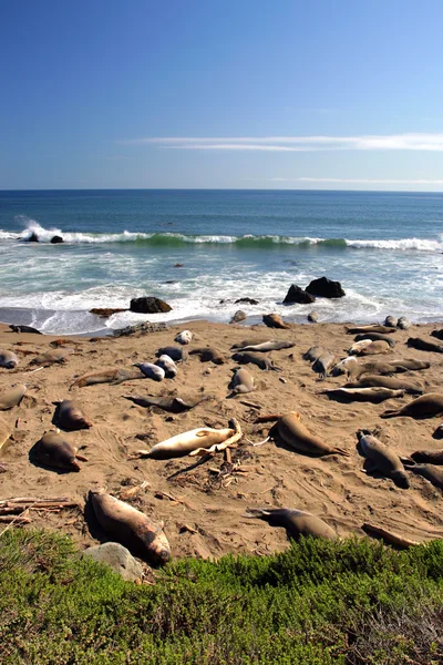 Sea lions at the Pacific Coast, California, USA Stock Image