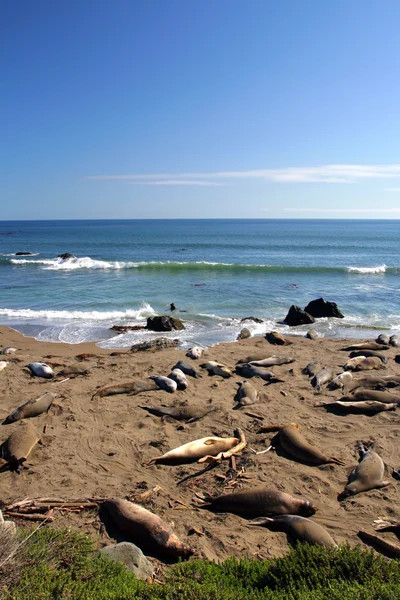 Sea lions at the Pacific Coast, California, USA Royalty Free Stock Images