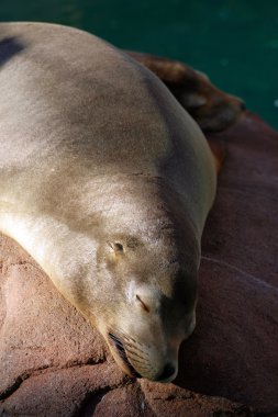 Stok görüntü, mühür