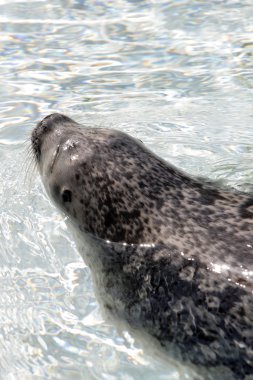 Stok görüntü, mühür