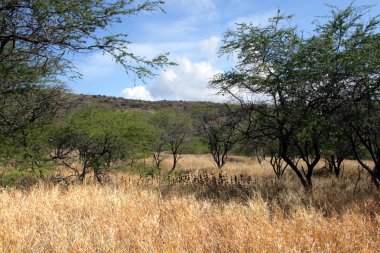 Diamond Head, Honolulu, Hawaii