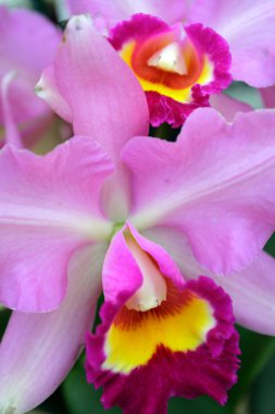 Orkide görüntüyü kapat