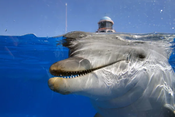 Στόκ εικόνων των δελφινιών — Φωτογραφία Αρχείου