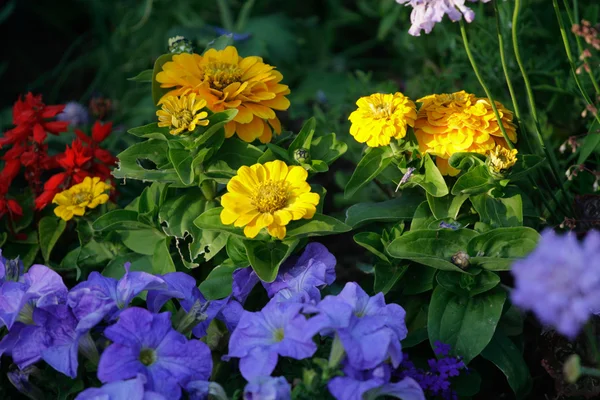 Различные цветочные массивы летом — стоковое фото