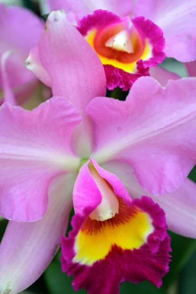 Imagem de perto de orquídeas — Fotografia de Stock