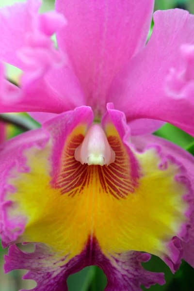 Detail z orchidejí — Stock fotografie