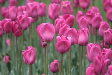 Boston Common ve kamu Bahçe, ABD
