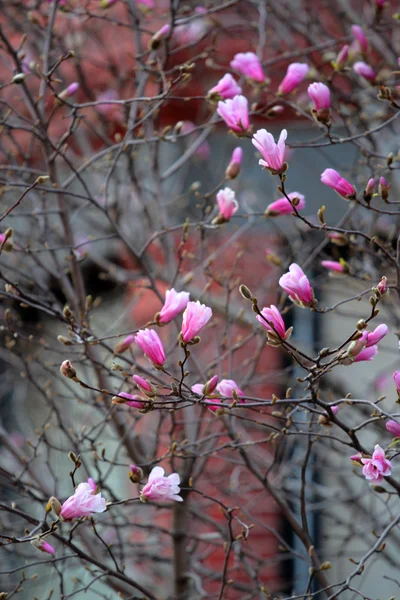 Back Bay, Boston — Foto de Stock