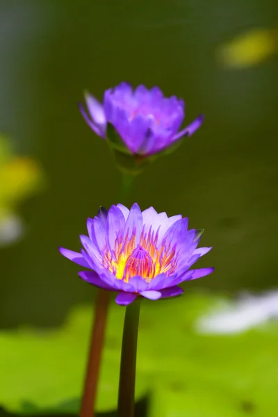 Квітуча квітка лотоса в японському ставку — стокове фото