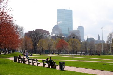 Boston halk bahçesinde bahar sırasında kiraz çiçeği