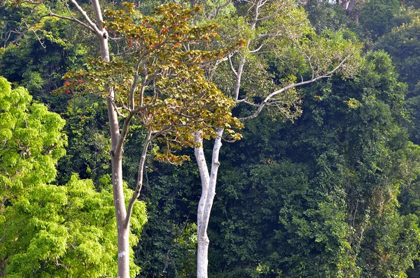 Insel Langkawi, Malaien — Stockfoto