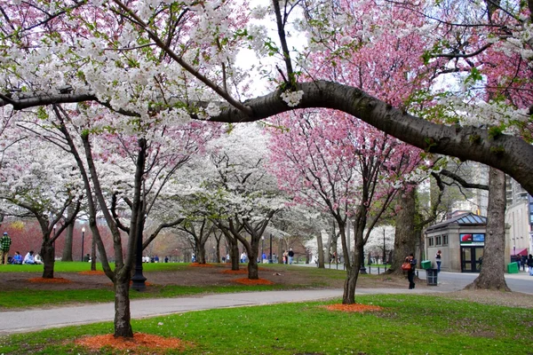 Flor de cerezo en Boston Public Garden durante la primavera —  Fotos de Stock