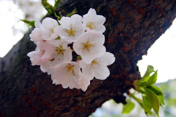 Cherry Blossom em Boston Public Garden durante a primavera — Fotografia de Stock