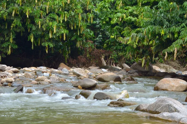 Janda Baik nehir, Malezya — Stok fotoğraf