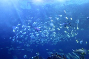 Farklı deniz hayvanları yelpazesi ile büyük kapalı akvaryum