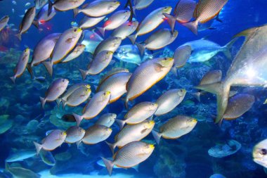 Farklı deniz hayvanları yelpazesi ile büyük kapalı akvaryum