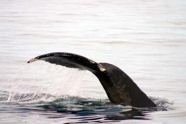 Kuyruk yüzgeci gri balina Atlantik