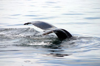 Kuyruk yüzgeci gri balina Atlantik
