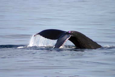 Kuyruk yüzgeci gri balina Atlantik