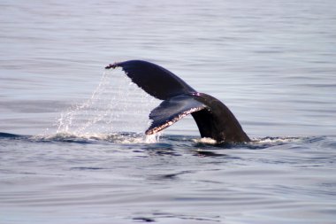 Kuyruk yüzgeci gri balina Atlantik