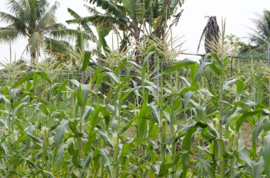 Organik bir çiftlikte büyüyen sebze stok görüntü