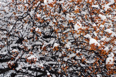 Boston, Massachusetts, ABD 'de kar yağışının stok görüntüsü