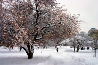Boston, Massachusetts, ABD 'de kar yağışının stok görüntüsü