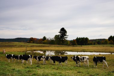 Milkingcow, Vermont, ABD hisse senedi görüntü