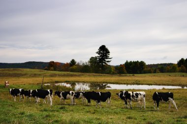 Milkingcow, Vermont, ABD hisse senedi görüntü