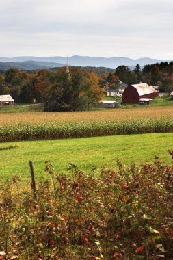 Sonbaharda yapraklar, Vermont, ABD