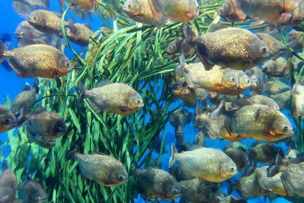 Червоний пузатий piranha школа підводного плавання. (Serrasalmus nattereri ) — стокове фото